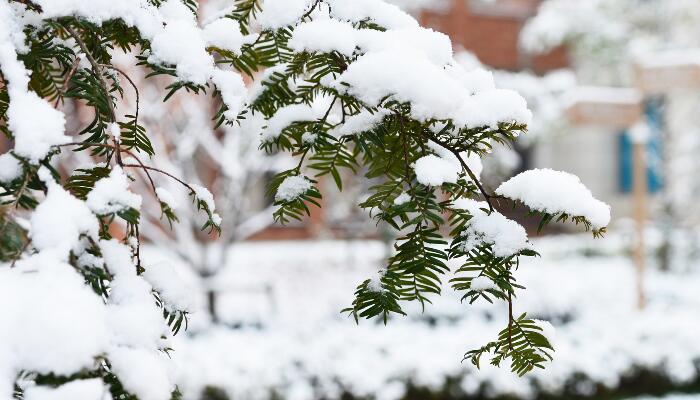 冬至下雪是什么兆头 冬至节气下雪好不好